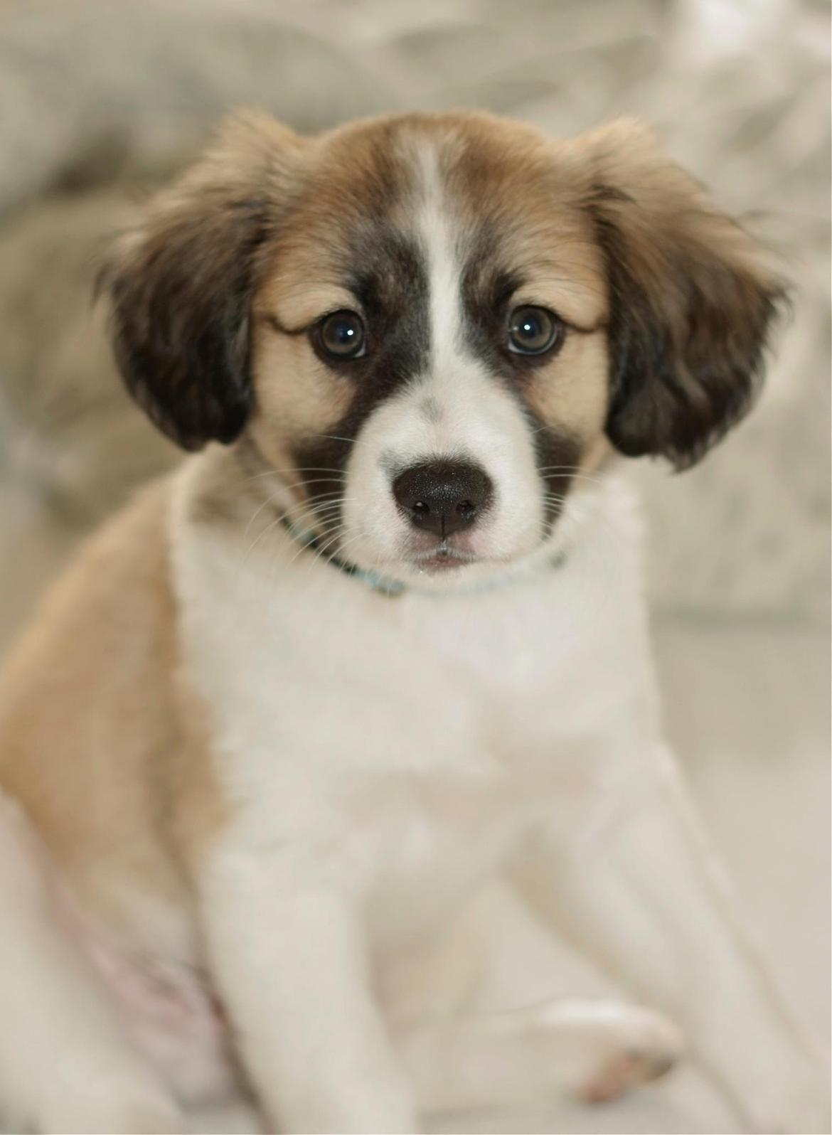 Blanding af racer Viktor billede 4