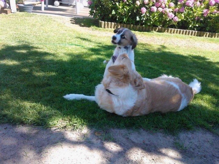 Blanding af racer Viktor - Viktor og Amanda. Her er Viktor endnu kun en lille hvalp billede 5