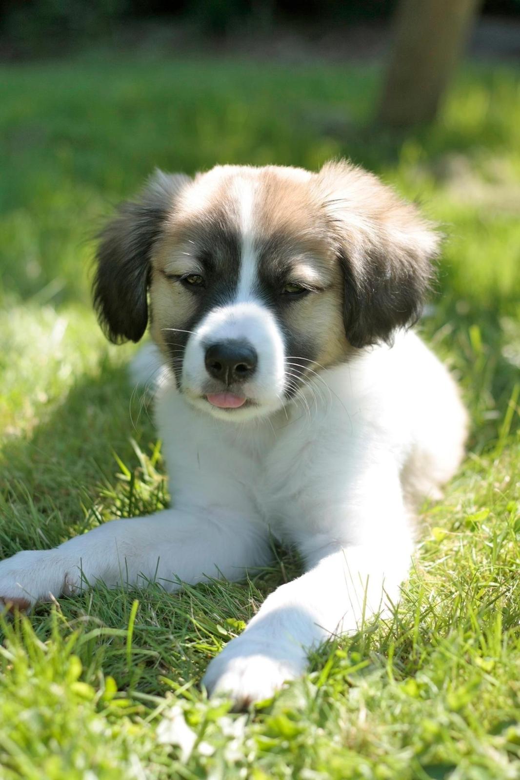 Blanding af racer Viktor billede 6