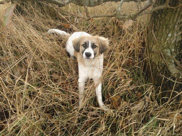 Blanding af racer Viktor billede 7