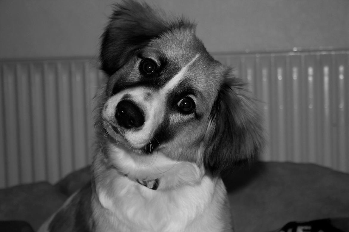 Blanding af racer Viktor billede 8