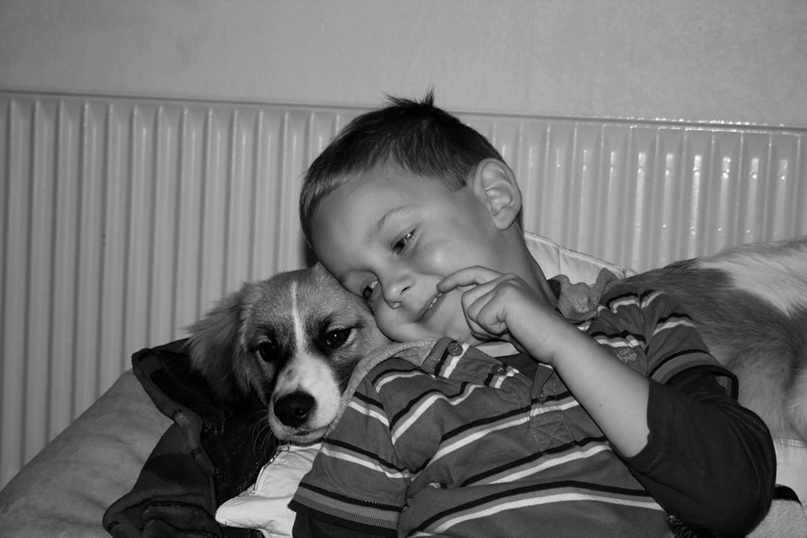 Blanding af racer Viktor billede 9