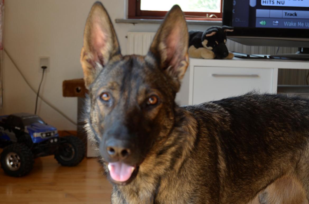 Schæferhund Alice - 16-07-2013 billede 3