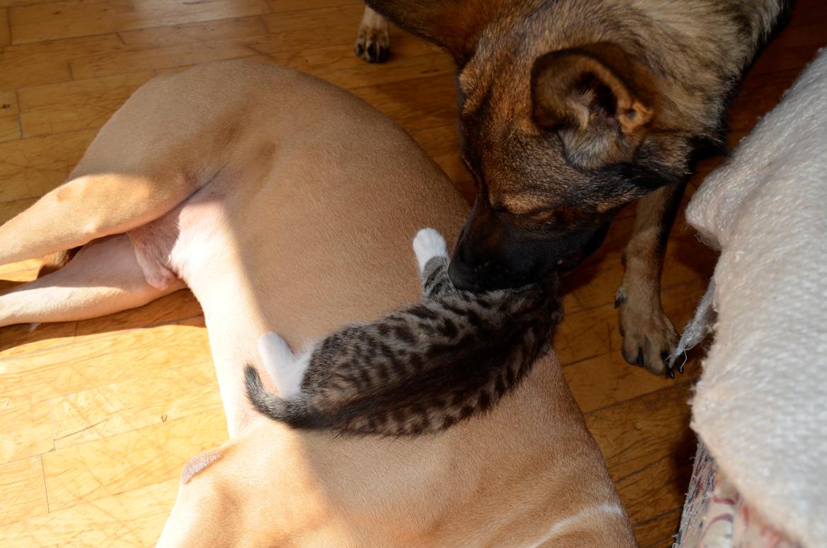 Schæferhund Alice - 16-07-2013 billede 2