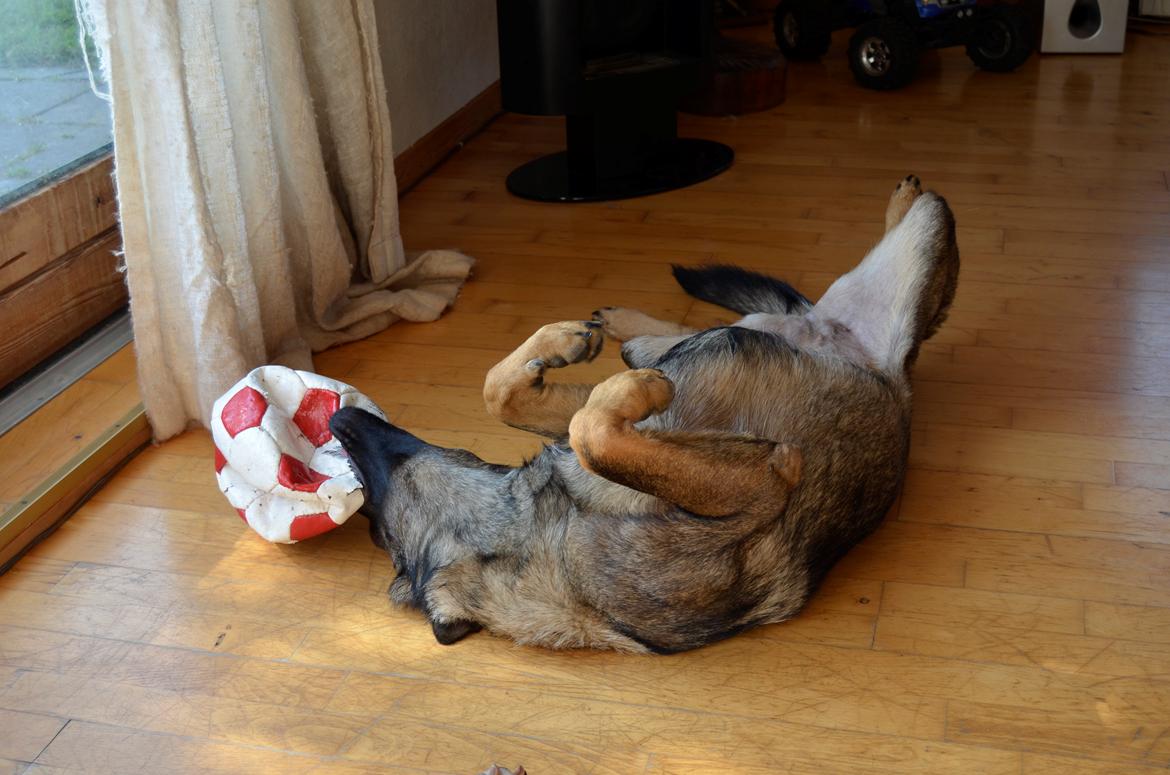 Schæferhund Alice - 16-07-2013 billede 1