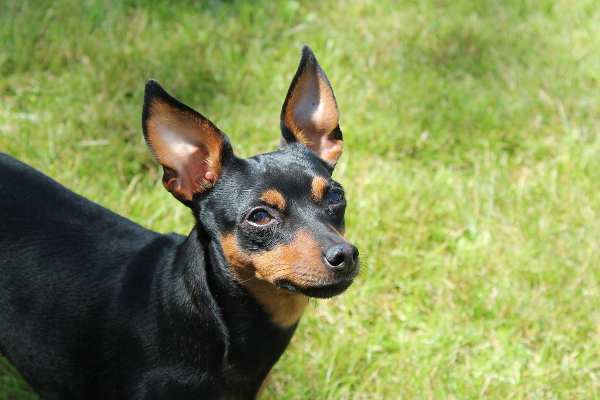 Prazsky krysarik Cleo (Bims) billede 10