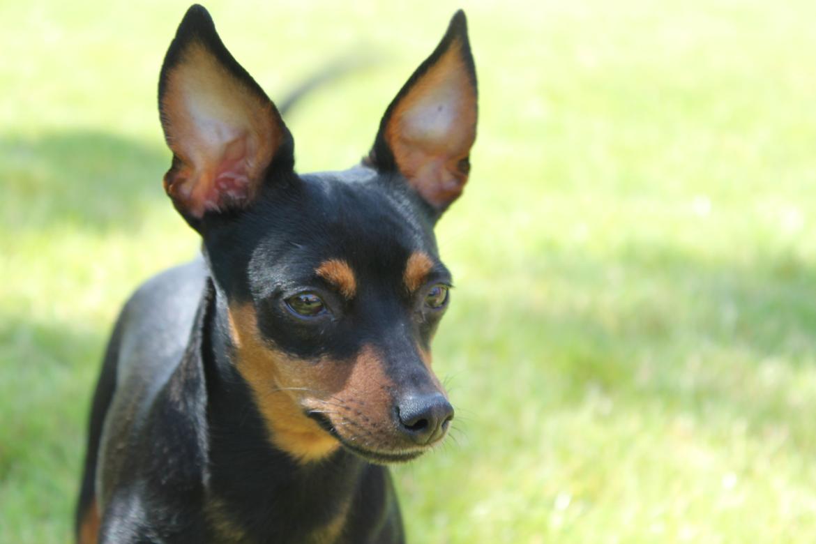 Prazsky krysarik Cleo (Bims) billede 3