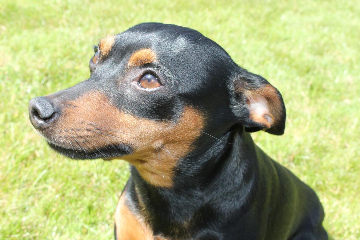 Prazsky krysarik Cleo (Bims) billede 17