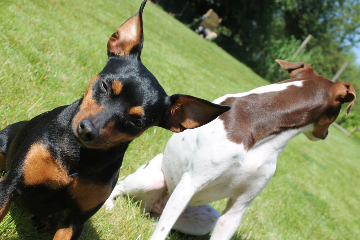 Prazsky krysarik Cleo (Bims) billede 18