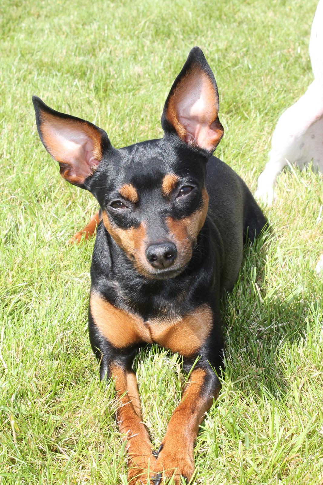 Prazsky krysarik Cleo (Bims) billede 1