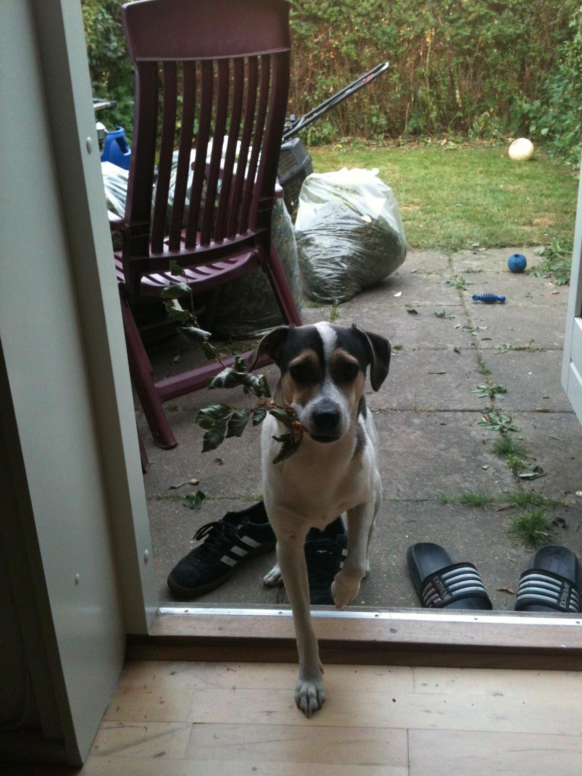 Dansk svensk gaardhund Hannibal billede 2