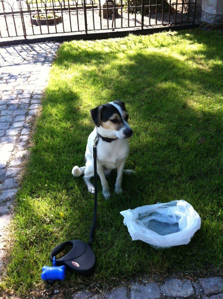 Dansk svensk gaardhund Hannibal billede 3