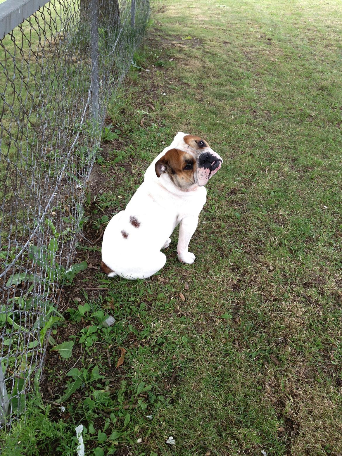 Olde english bulldogge Dennis billede 3