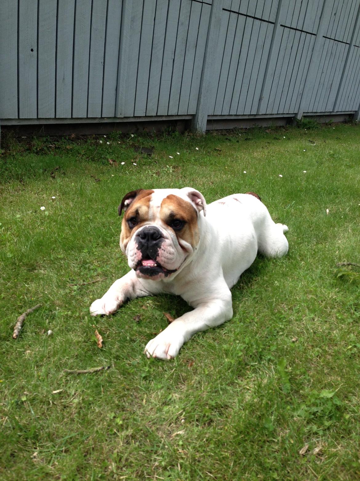 Olde english bulldogge Dennis billede 4