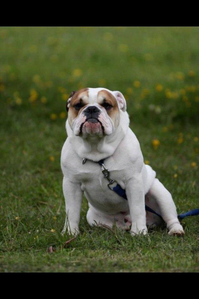 Olde english bulldogge Dennis billede 5