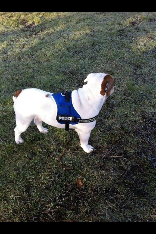 Olde english bulldogge Dennis billede 6