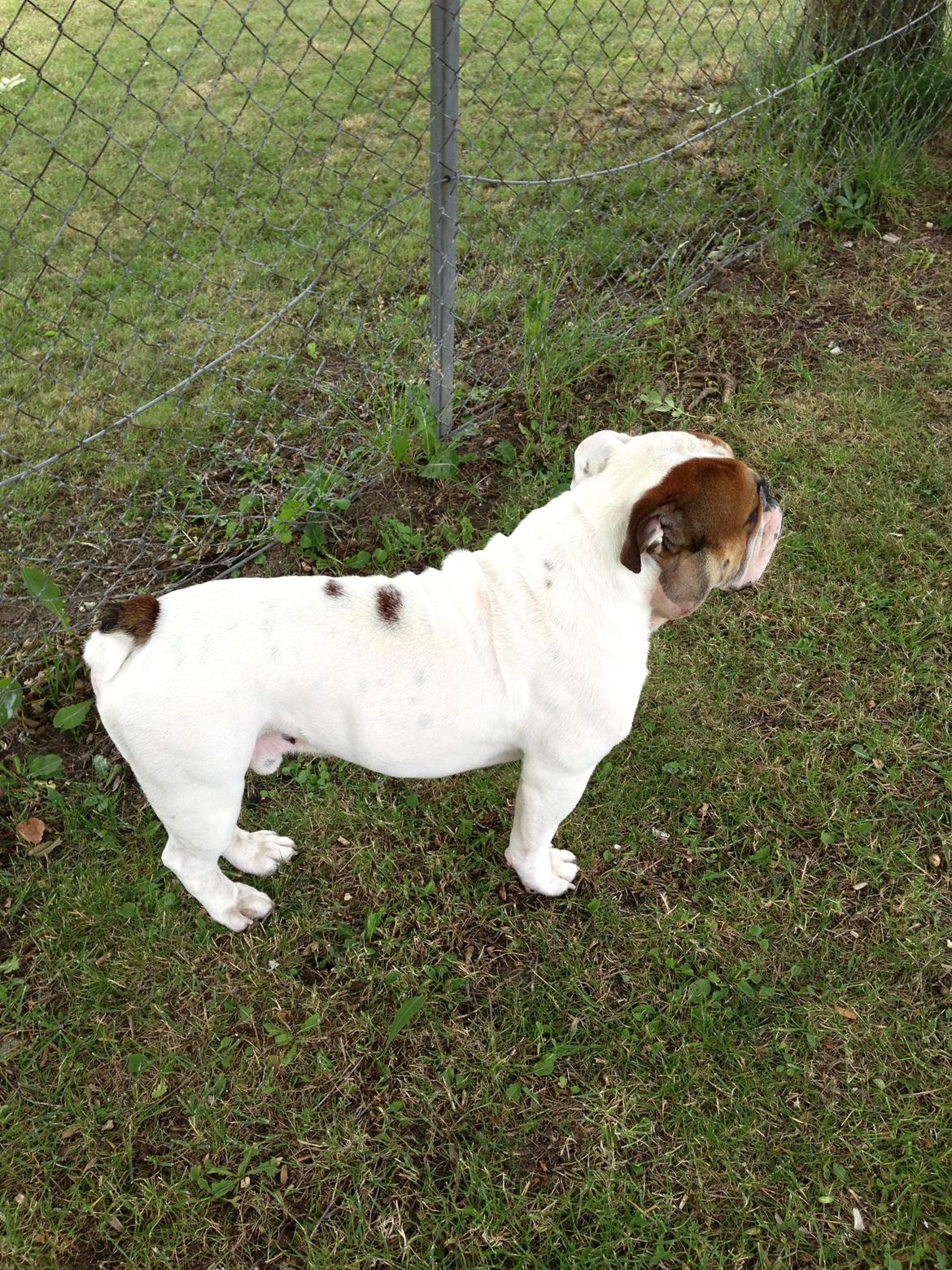 Olde english bulldogge Dennis billede 7