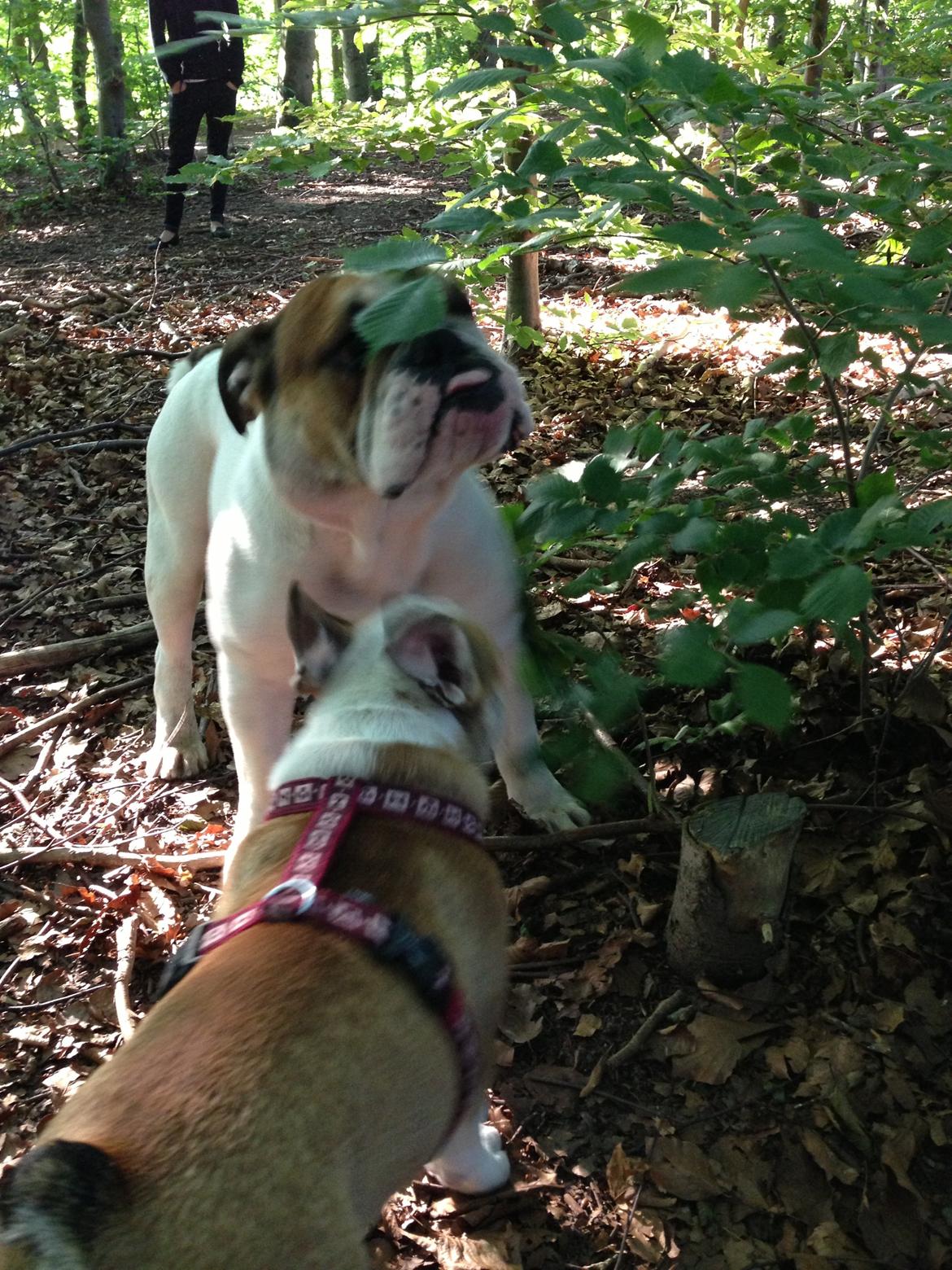 Olde english bulldogge Dennis billede 8