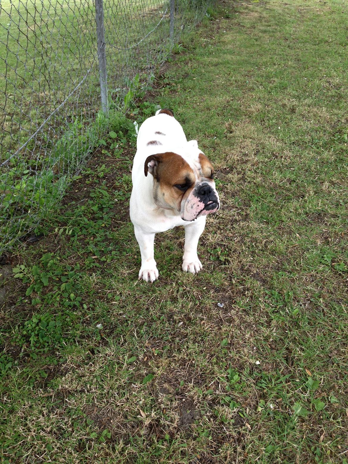 Olde english bulldogge Dennis billede 9