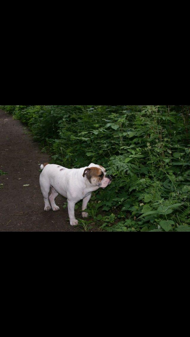 Olde english bulldogge Dennis billede 10