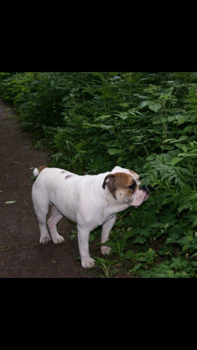 Olde english bulldogge Dennis billede 13