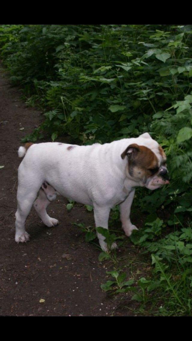 Olde english bulldogge Dennis billede 15