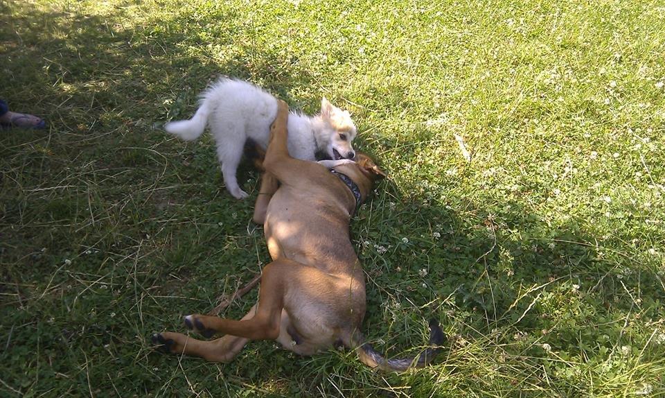 Blanding af racer ( bob ) marley - chapo og Marley i hundeparken hehe billede 30