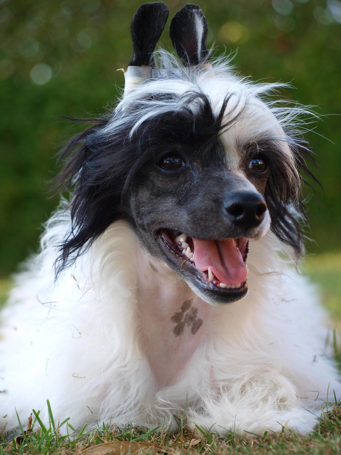 Chinese crested powder puff Solino´s designed by destiny "Milo" <3 billede 19