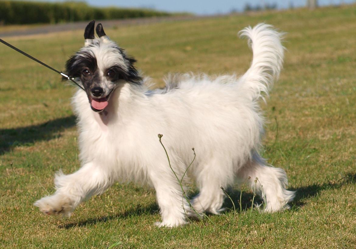 Chinese crested powder puff Solino´s designed by destiny "Milo" <3 billede 20