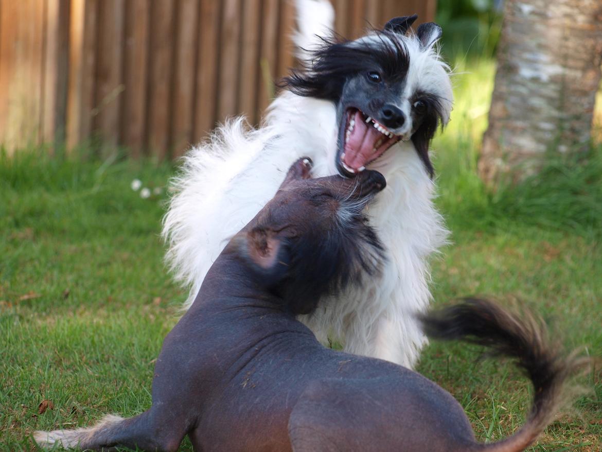 Chinese crested powder puff Solino´s designed by destiny "Milo" <3 billede 21