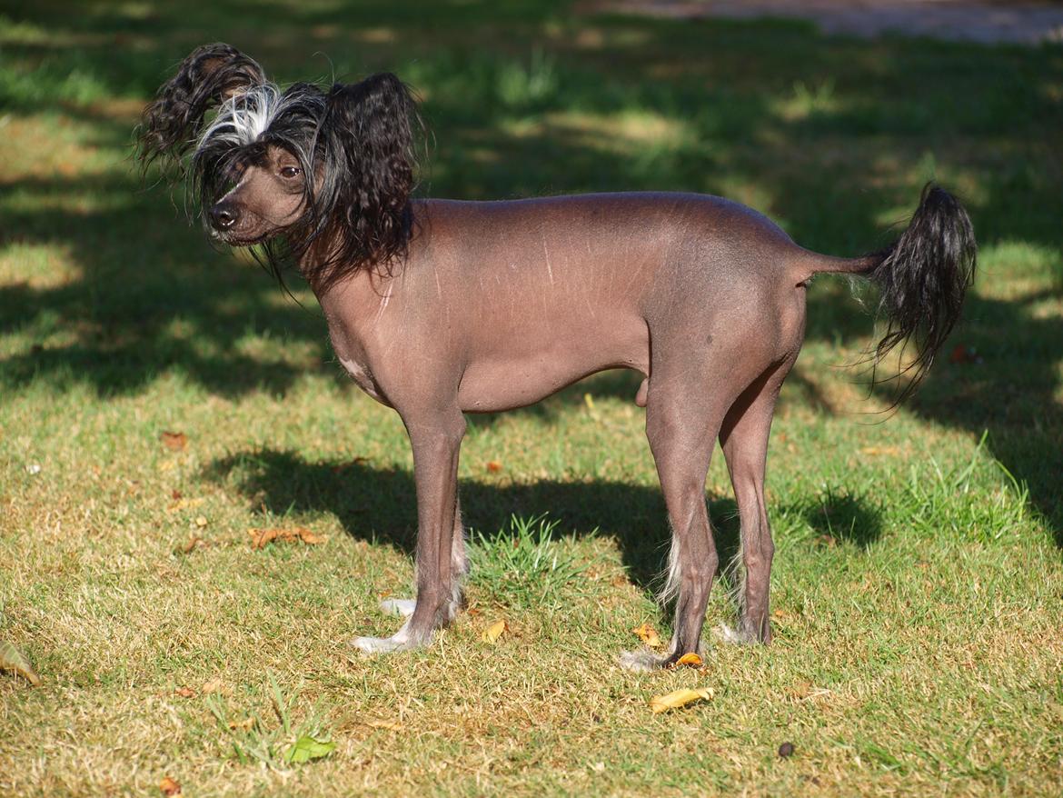 Chinese crested hårløs Kajser <3 billede 17