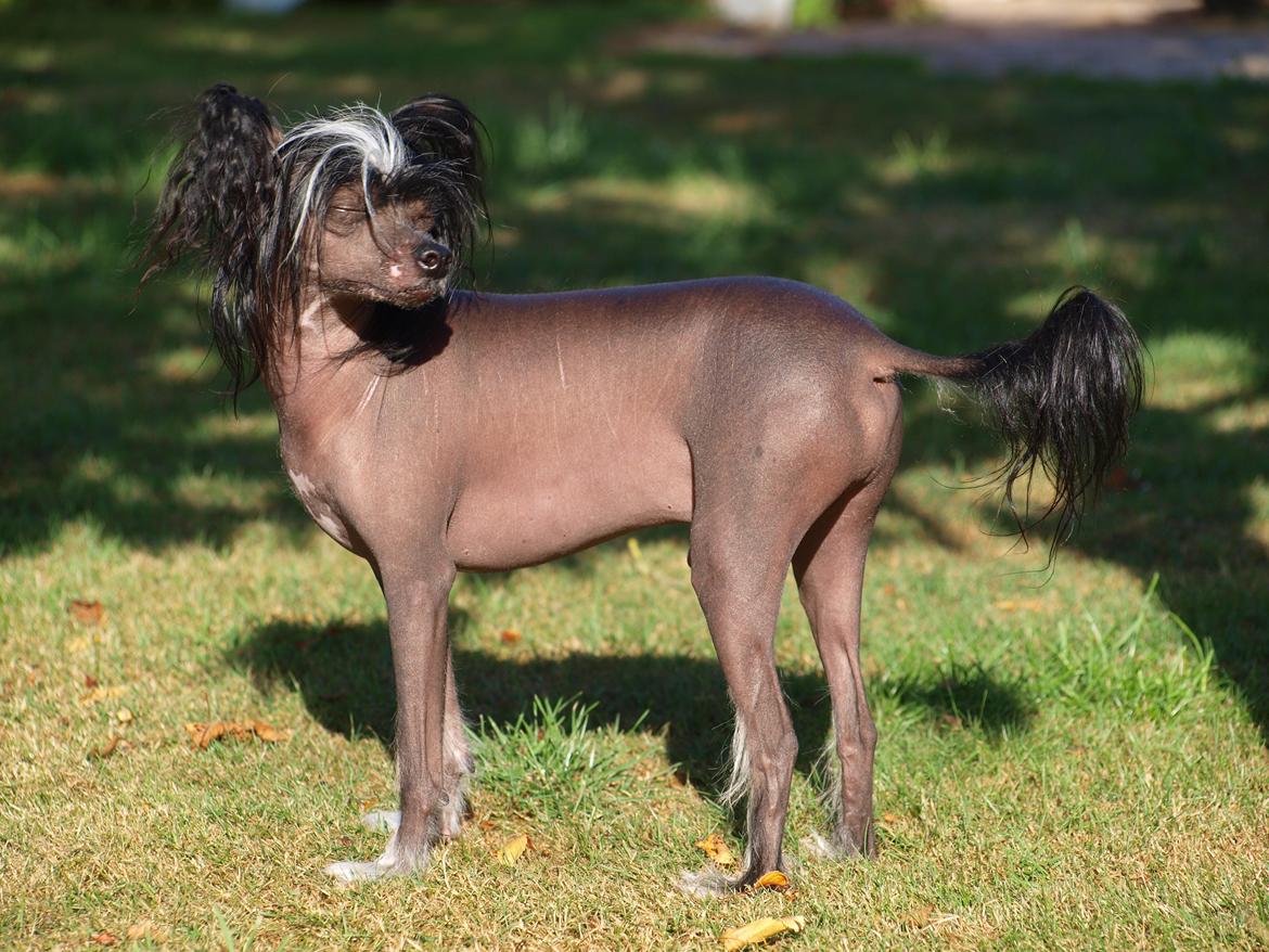 Chinese crested hårløs Kajser <3 billede 18