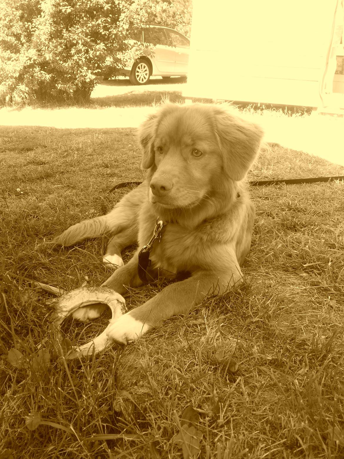 Nova scotia duck tolling retriever Mika "Himmelhund"  billede 26