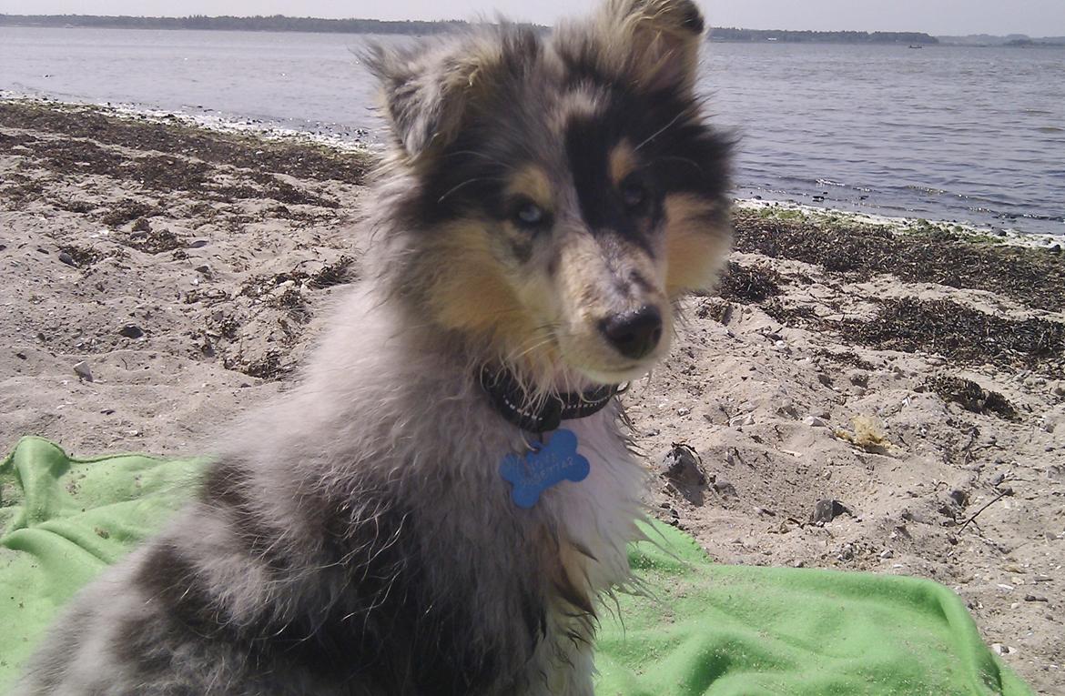 Shetland sheepdog Jenner's Blue Casanova - 3½ måned gammel billede 26