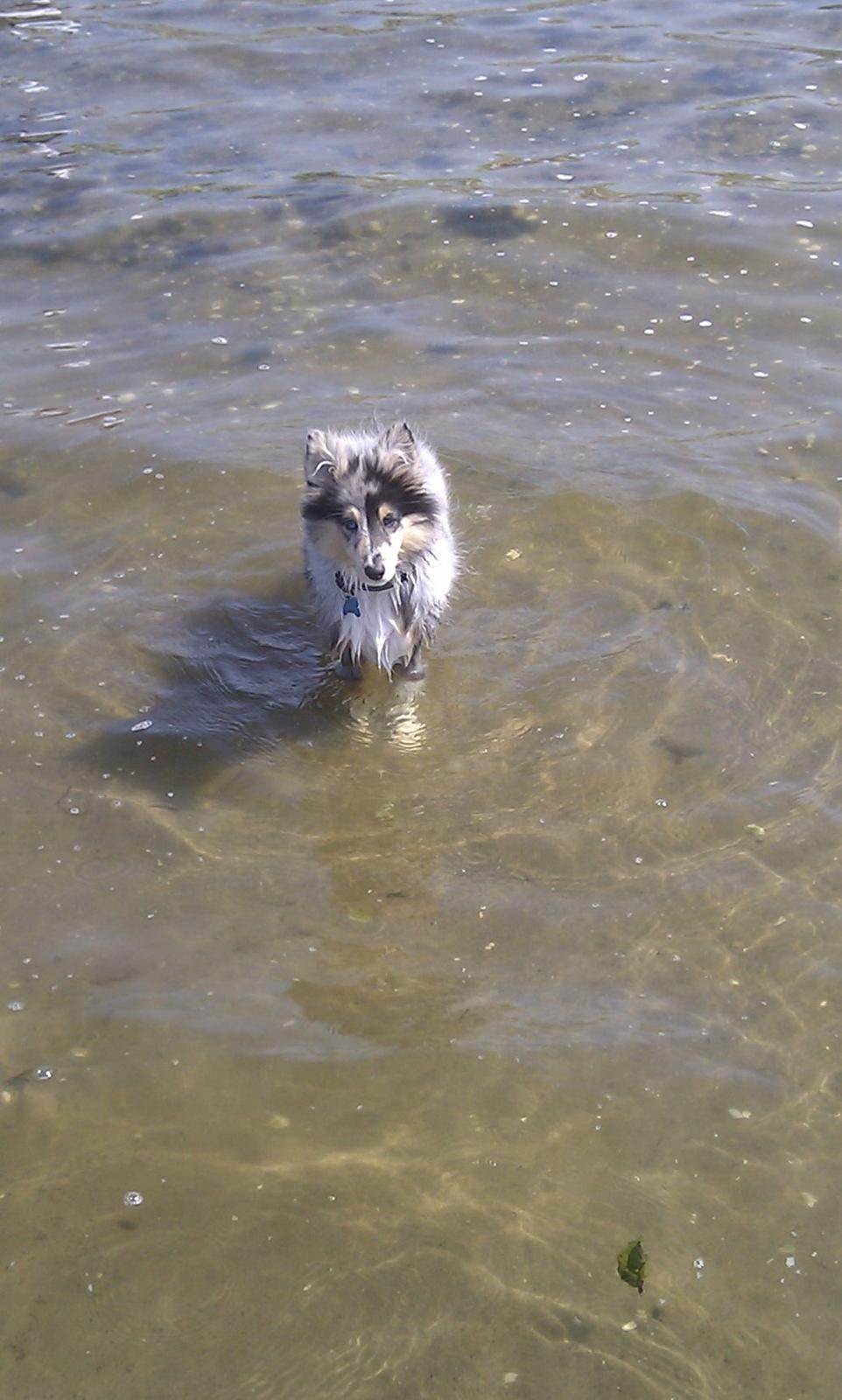 Shetland sheepdog Jenner's Blue Casanova - Vandrotte! billede 27