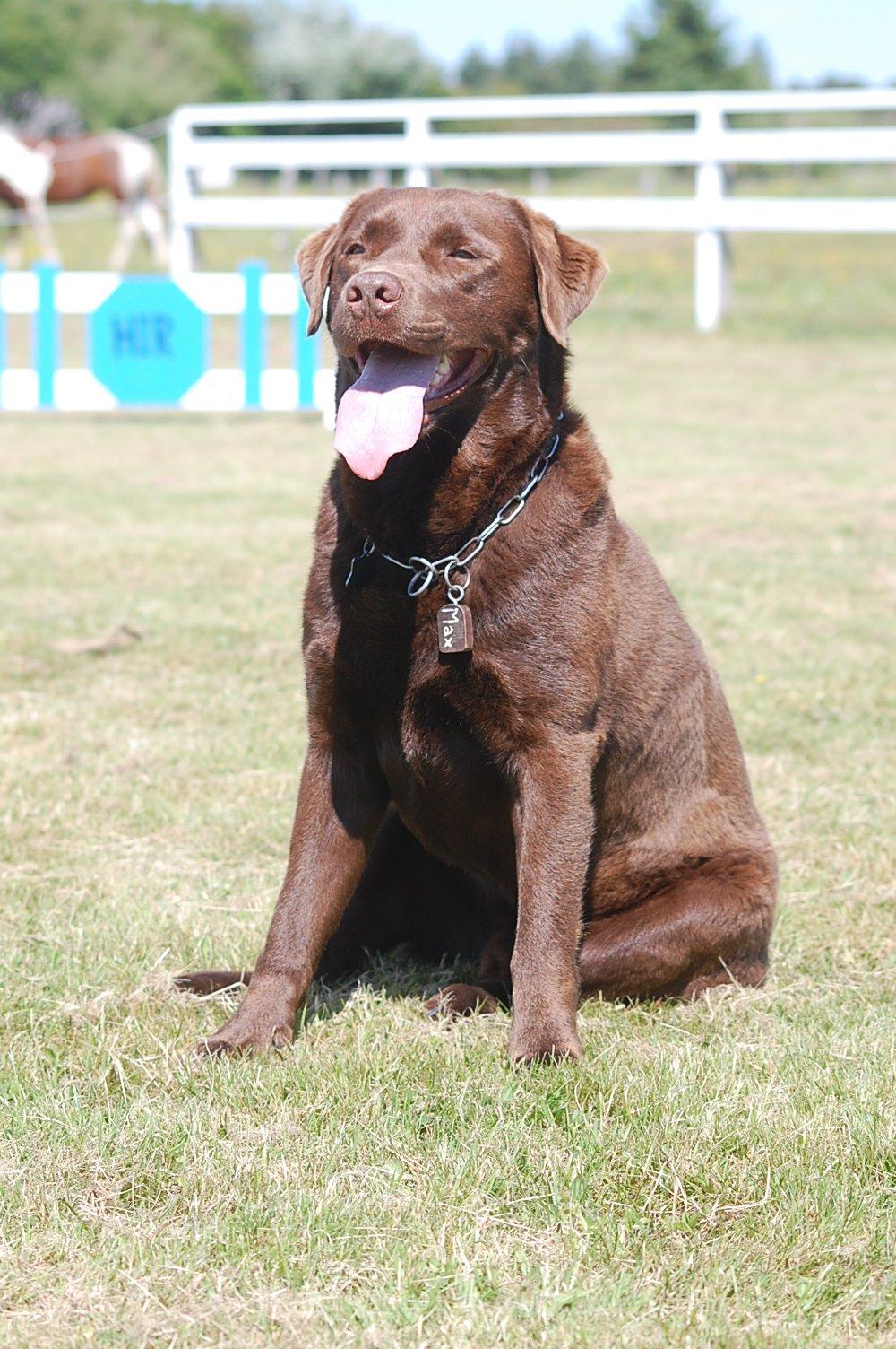 Labrador retriever Max (Verdens bedste hund) <3 billede 26