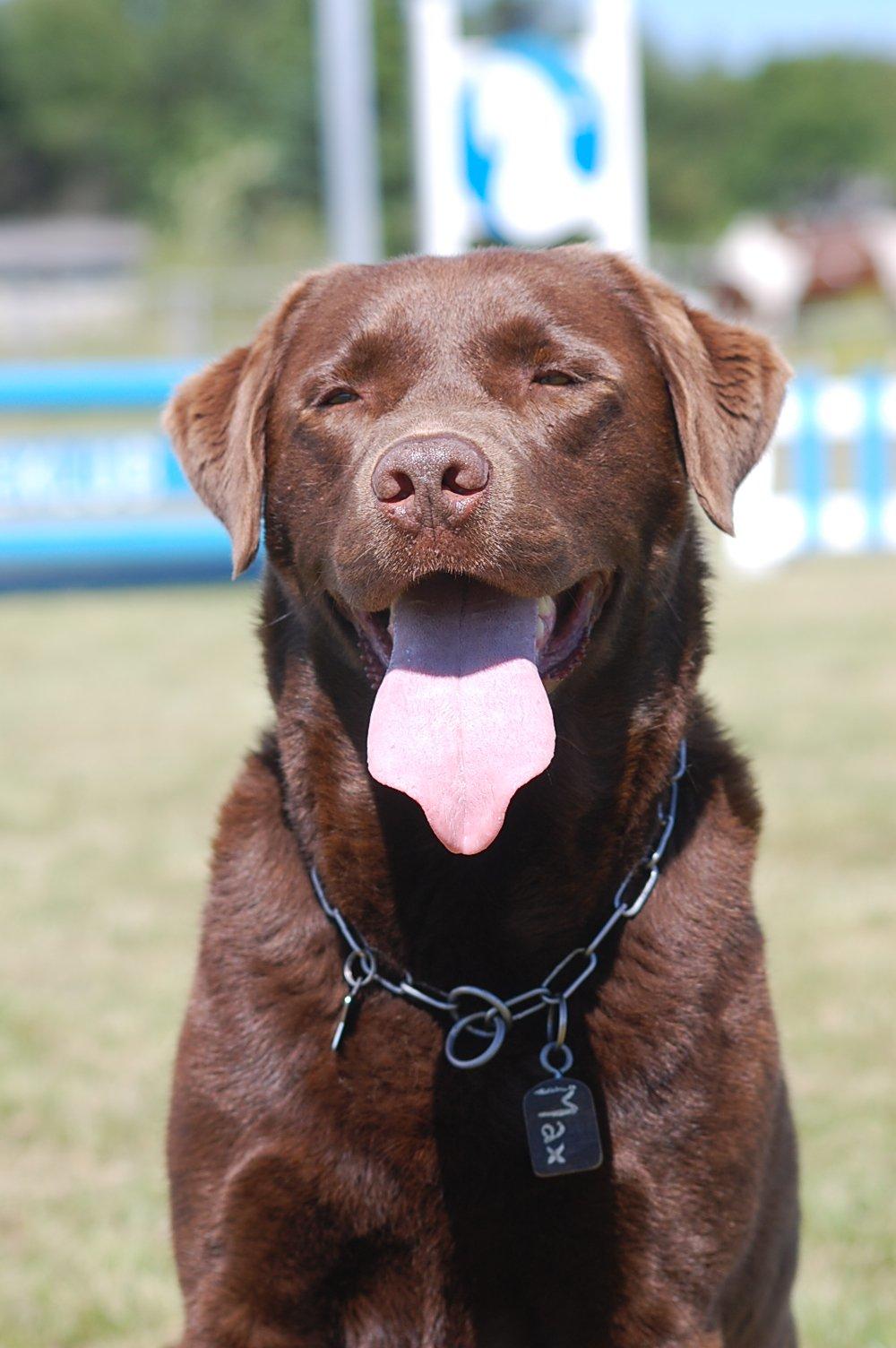 Labrador retriever Max (Verdens bedste hund) <3 billede 17