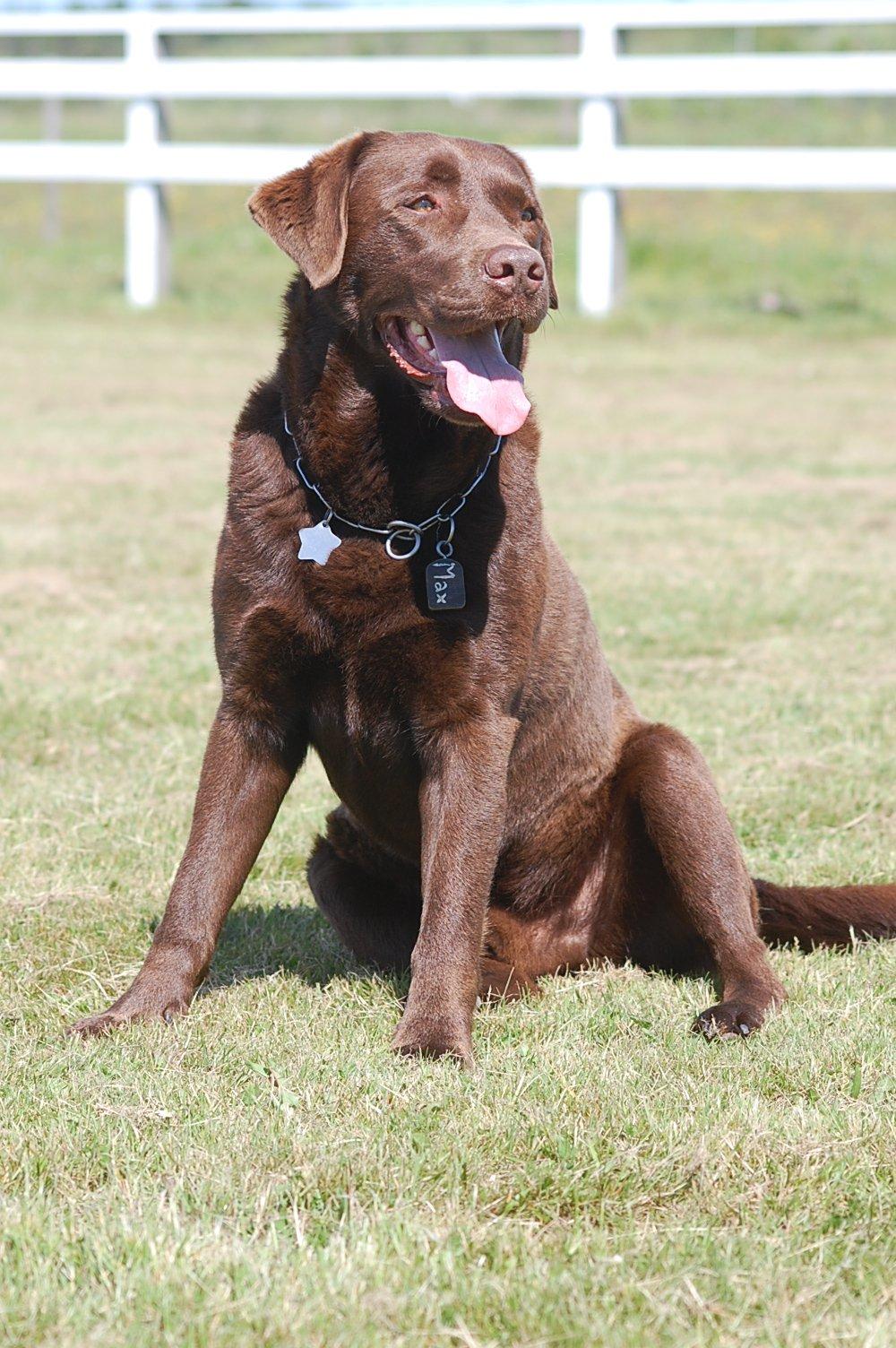 Labrador retriever Max (Verdens bedste hund) <3 - Fotodag 2013<3 billede 13