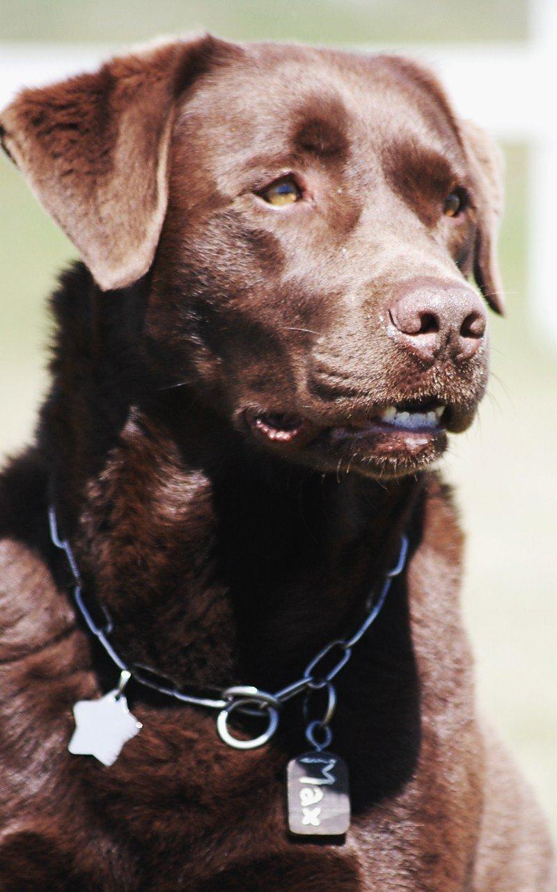 Labrador retriever Max (Verdens bedste hund) <3 billede 6