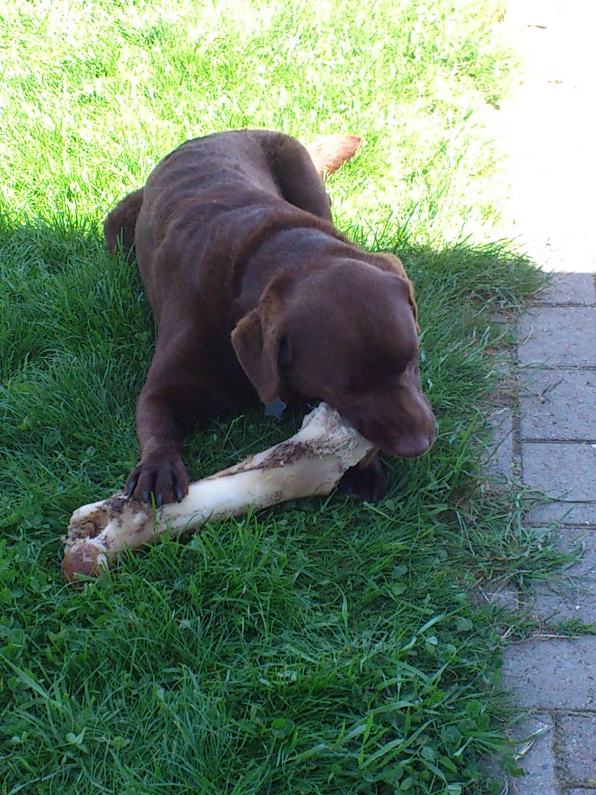 Labrador retriever Max (Verdens bedste hund) <3 - Max med hans kæmpe kødben som han fik i julegave:-) billede 8