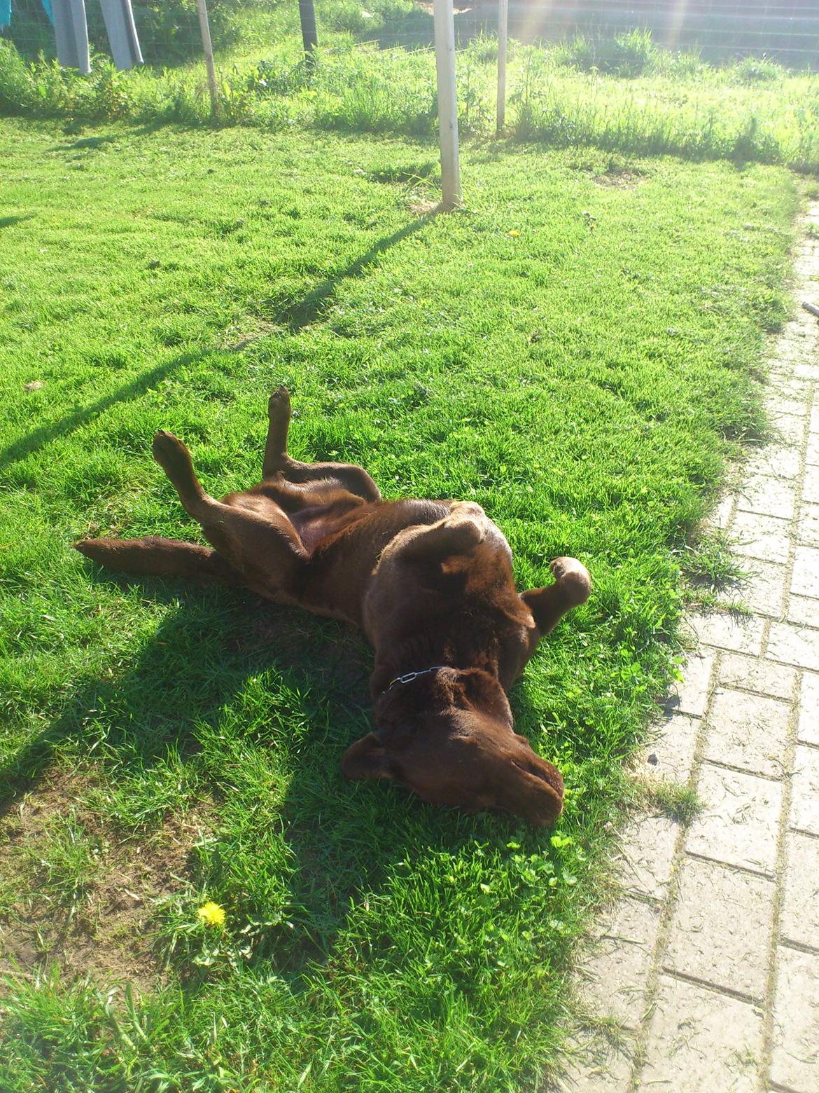 Labrador retriever Max (Verdens bedste hund) <3 billede 15