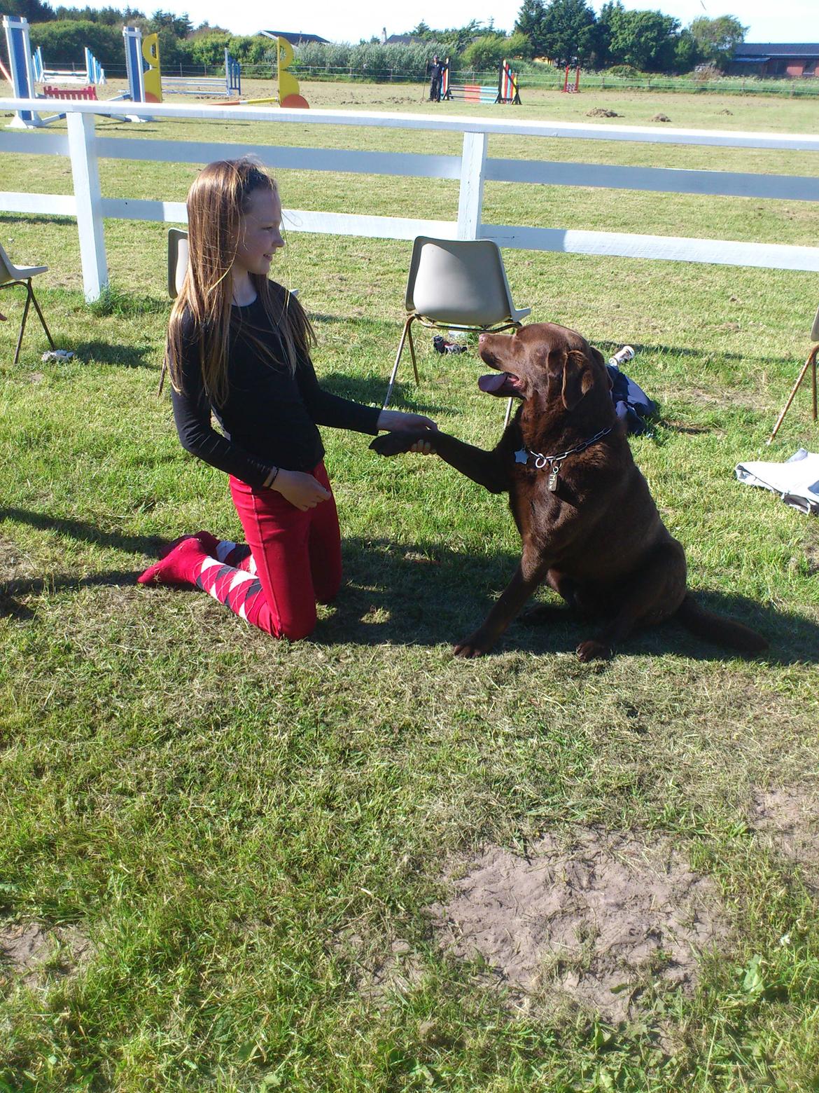Labrador retriever Max (Verdens bedste hund) <3 billede 11