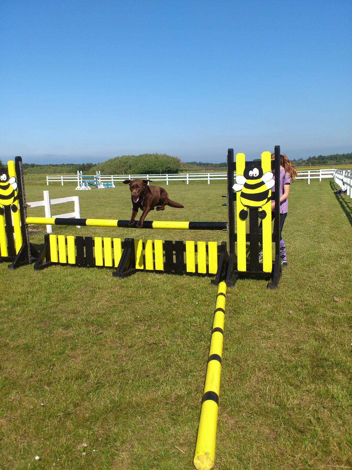 Labrador retriever Max (Verdens bedste hund) <3 billede 5