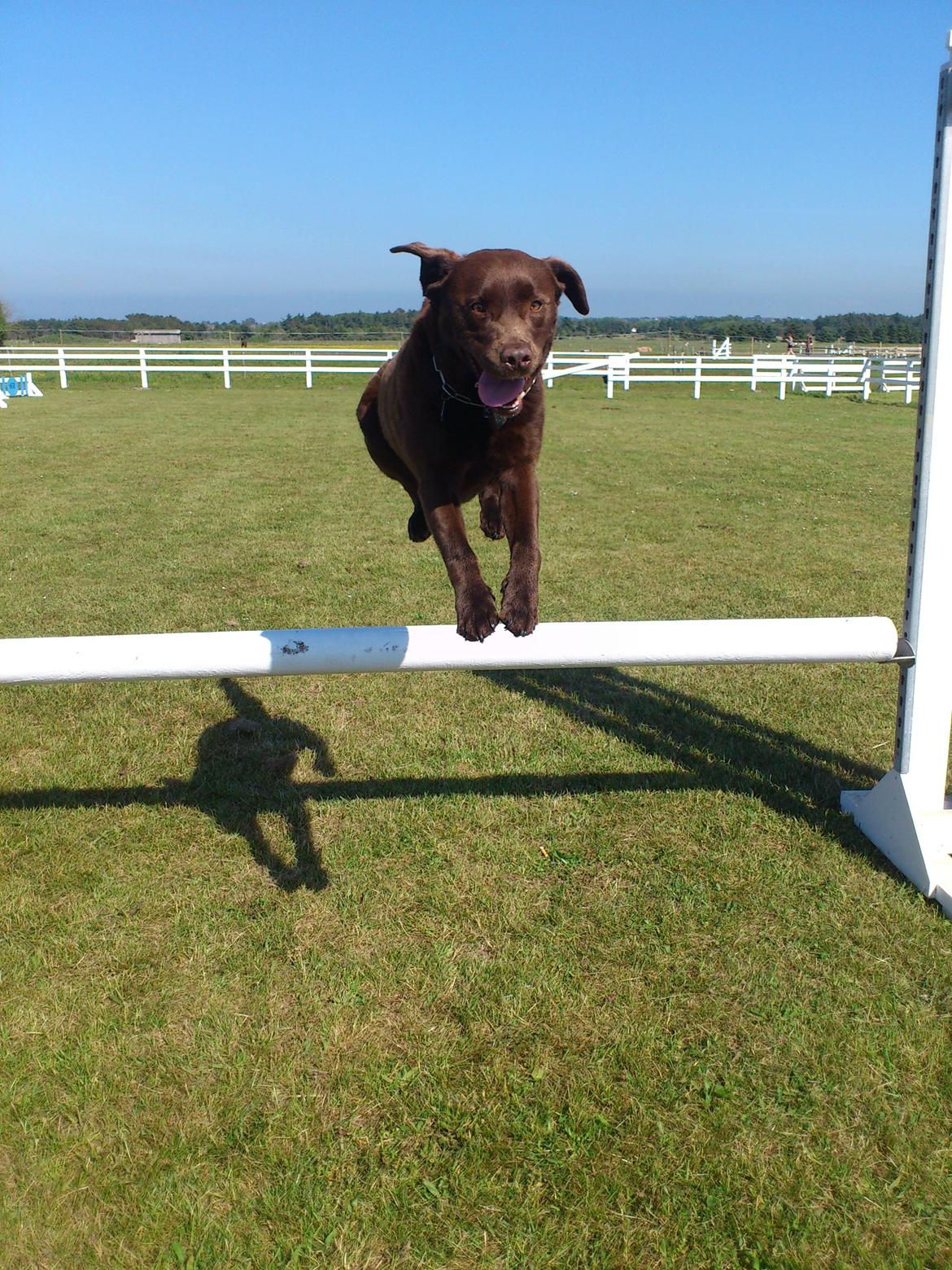 Labrador retriever Max (Verdens bedste hund) <3 billede 16