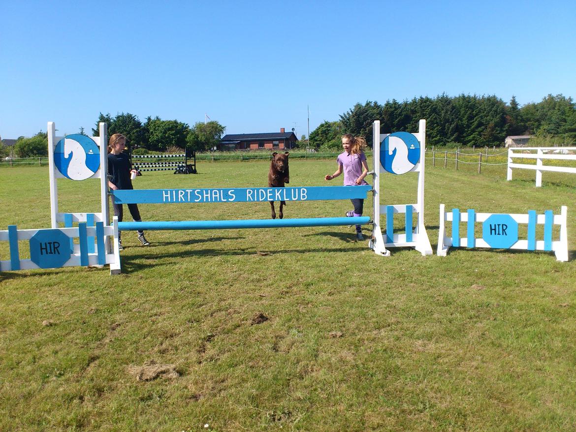 Labrador retriever Max (Verdens bedste hund) <3 billede 18