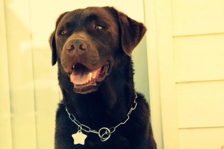 Labrador retriever Max (Verdens bedste hund) <3 billede 1