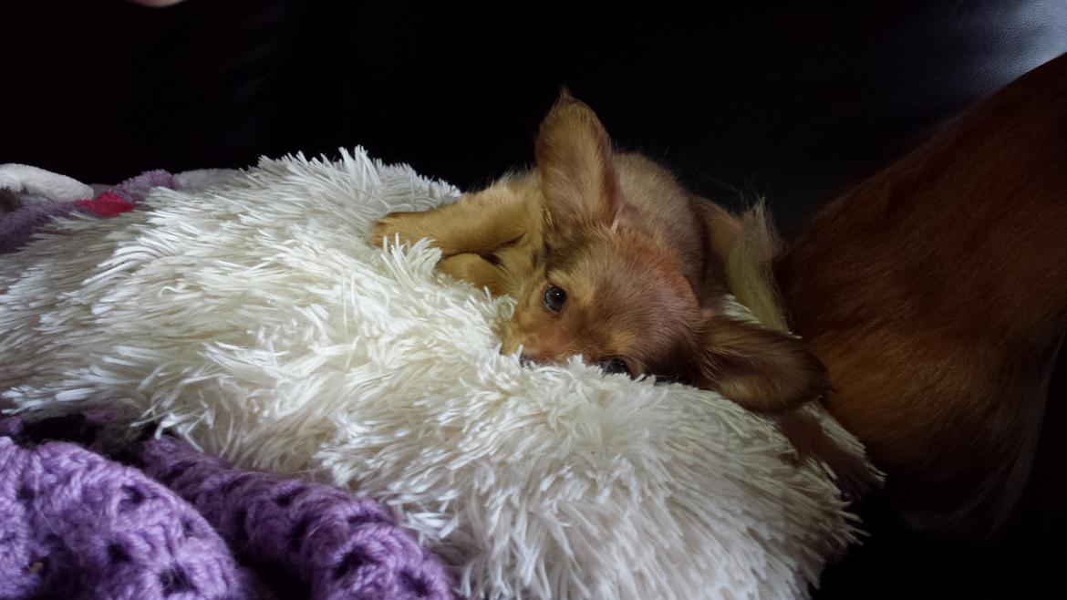 Blanding af racer Molly billede 7