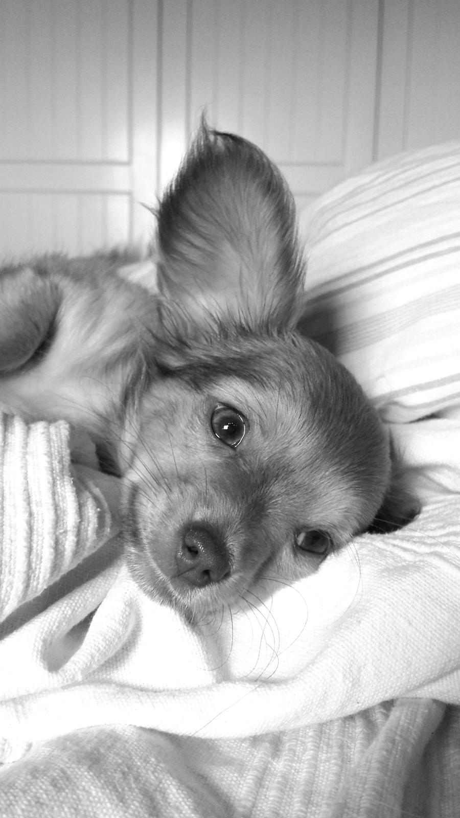 Blanding af racer Molly billede 4