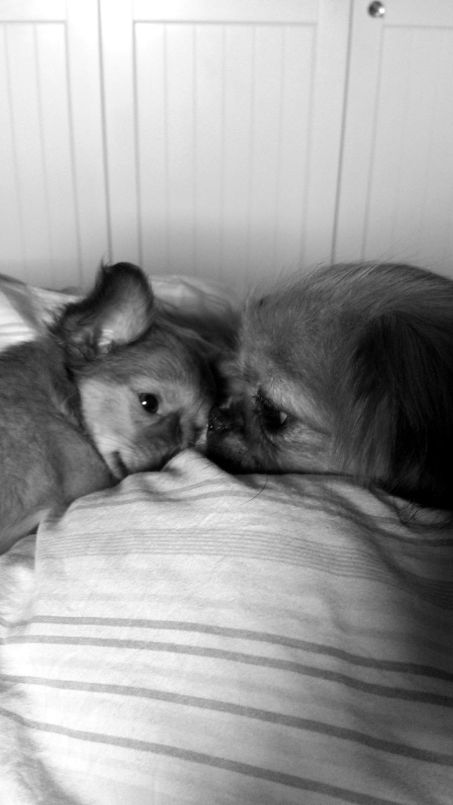 Blanding af racer Molly billede 8