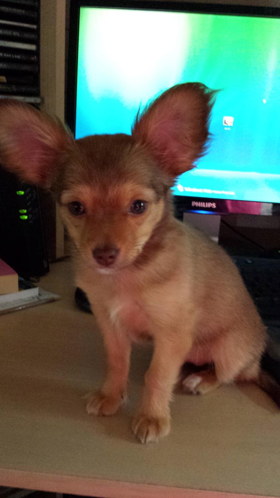 Blanding af racer Molly billede 9